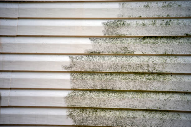 Best Yard Waste Removal  in Madisonville, KY